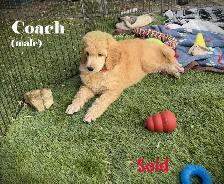 CKC REGISTERED STANDARD POODLES - Photo 8