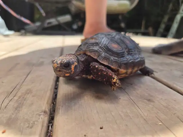 Red Footed Tortoise