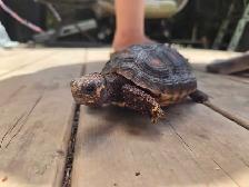 Red Footed Tortoise