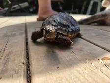 Red Footed Tortoise - Photo 2