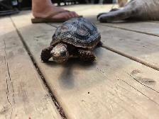 Red Footed Tortoise - Photo 3