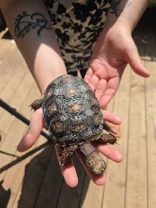 Red Footed Tortoise - Photo 4