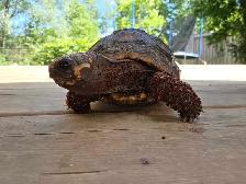 Red Footed Tortoise - Photo 5