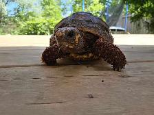 Red Footed Tortoise - Photo 6