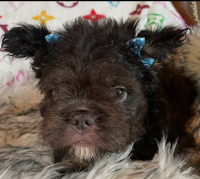 Teddy Bear French Bulldog Floodle