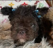 Teddy Bear French Bulldog Floodle
