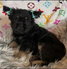 Teddy Bear French Bulldog Floodle - Photo 2