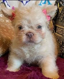Teddy Bear French Bulldog Floodle - Photo 3