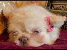 Teddy Bear French Bulldog Floodle - Photo 5