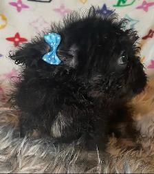 Teddy Bear French Bulldog Floodle - Photo 6
