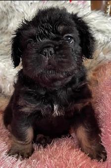 Teddy Bear French Bulldog Floodle - Photo 8