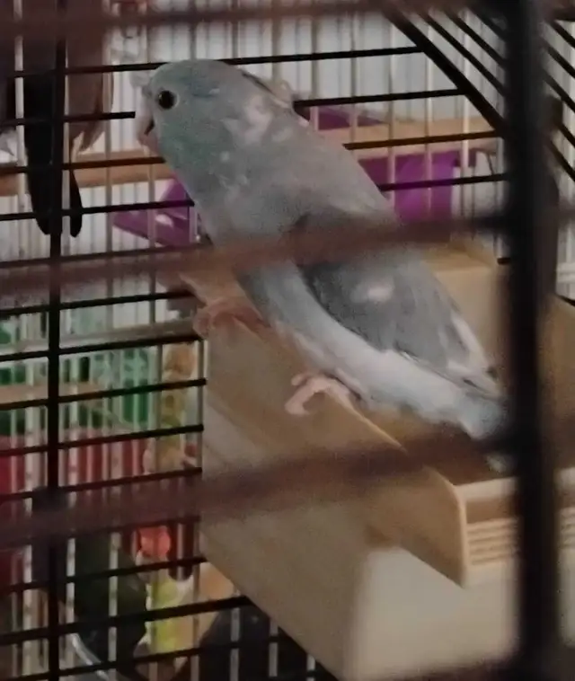 Tuis Catherine/Pacific parrolet