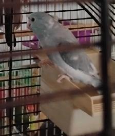 Tuis Catherine/Pacific parrolet