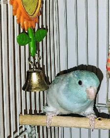 Tuis Catherine/Pacific parrolet - Photo 2