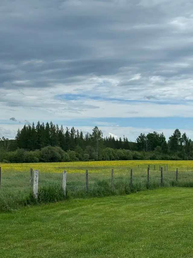 standing hay
