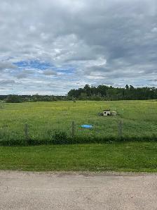 standing hay - Photo 2