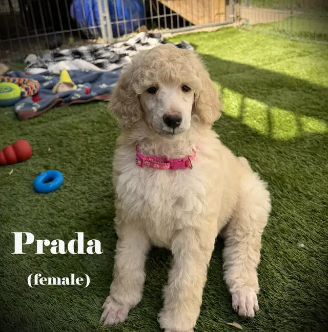 CKC REGISTERED STANDARD POODLES