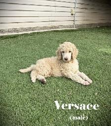 CKC REGISTERED STANDARD POODLES - Photo 8