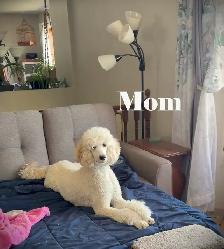 CKC REGISTERED STANDARD POODLES - Photo 9