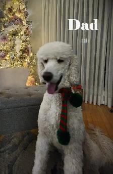 CKC REGISTERED STANDARD POODLES - Photo 10