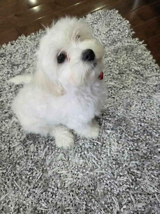 Female Bichon Frisé puppy for sale!
