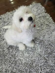 Female Bichon Frisé puppy for sale!