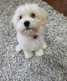 Female Bichon Frisé puppy for sale! - Photo 2