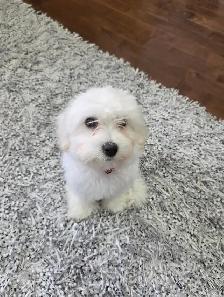Female Bichon Frisé puppy for sale! - Photo 3