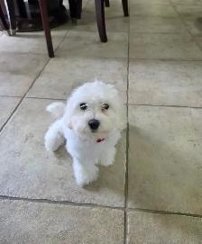 Female Bichon Frisé puppy for sale! - Photo 4