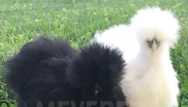 Silky Chickens for Sale!
