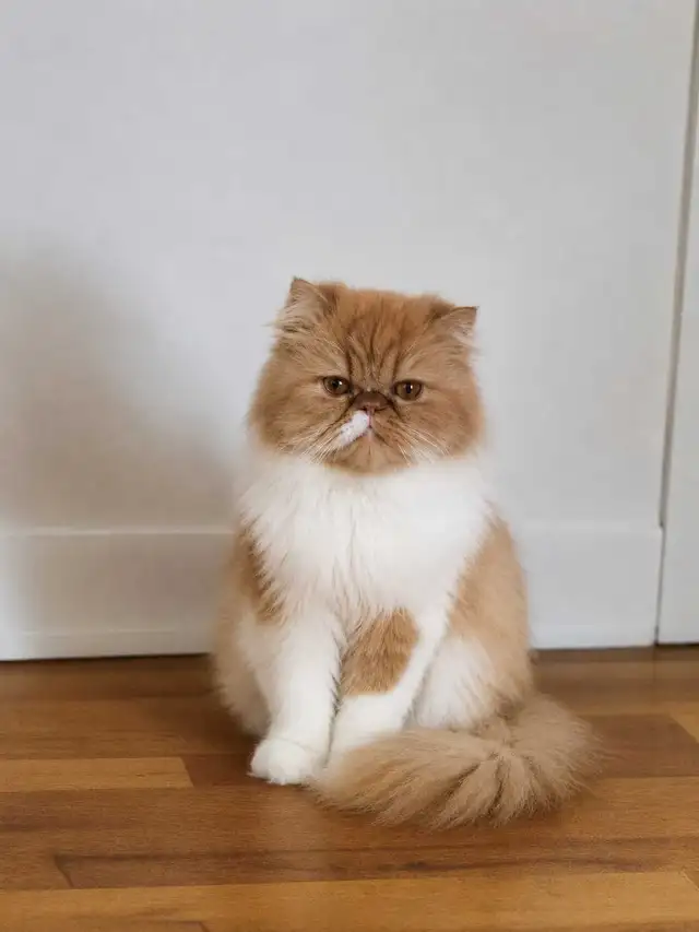 Caramel, femelle Persan de 4 ans