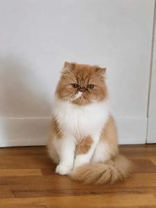 Caramel, femelle Persan de 4 ans