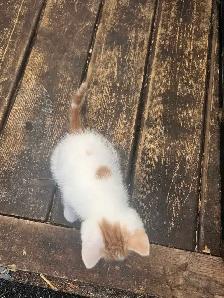 Kittens born April 20th - Photo 4