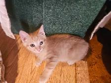 Kittens born April 20th - Photo 5