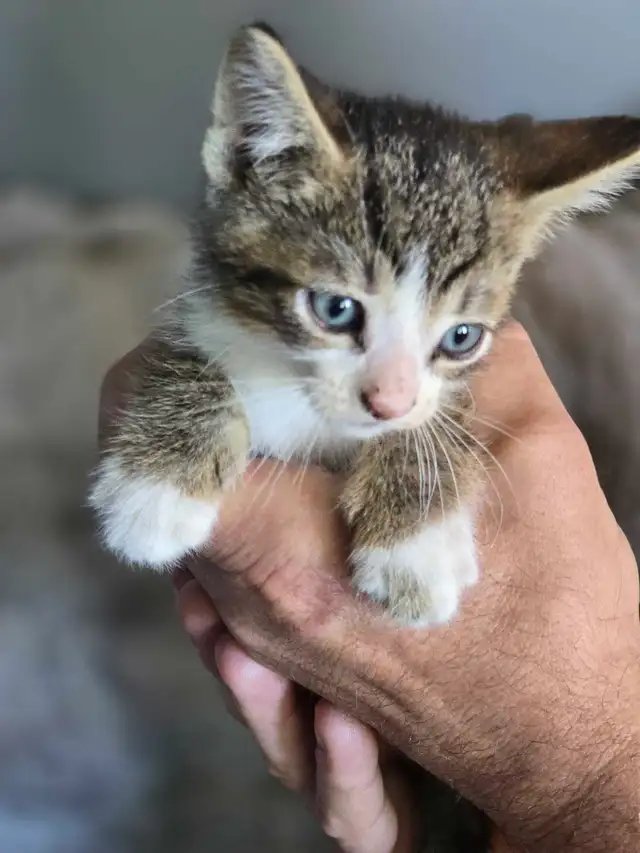 Kittens are ready