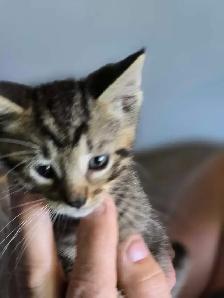 Kittens are ready - Photo 2