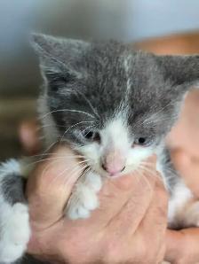 Kittens are ready - Photo 3