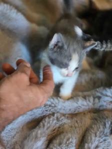 Kittens are ready - Photo 4