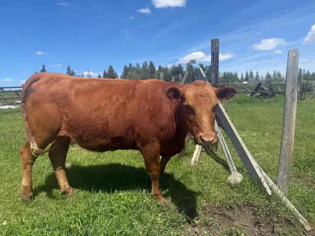 cattle pair for sale