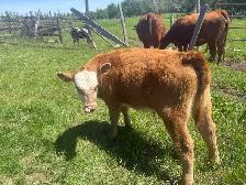 cattle pair for sale - Photo 2