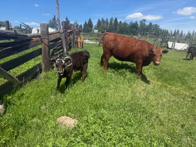 Red angus pair for sale
