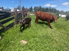 Red angus pair for sale