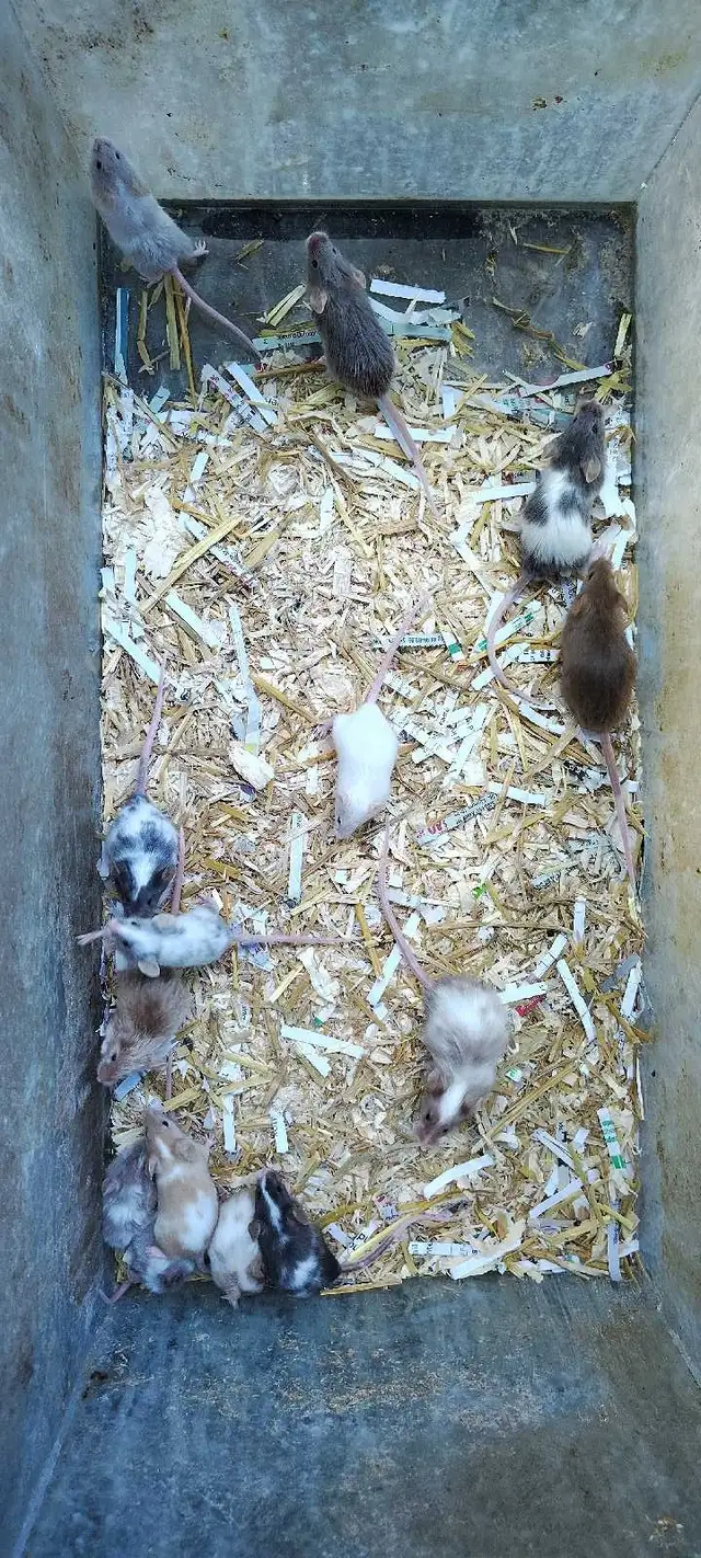 fancy mice, male, for pets, breeding or feeding