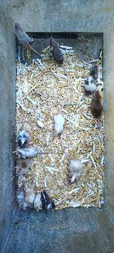 fancy mice, male, for pets, breeding or feeding