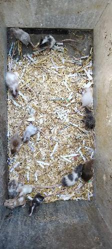 fancy mice, male, for pets, breeding or feeding - Photo 2