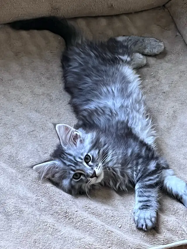 Chatons Maincoon