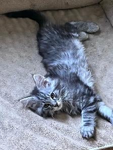Chatons Maincoon