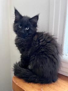 Chatons Maincoon - Photo 2