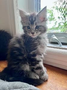 Chatons Maincoon - Photo 3