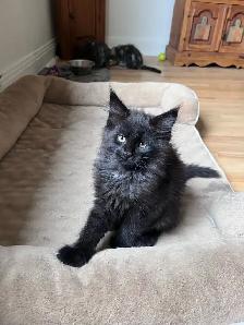 Chatons Maincoon - Photo 4